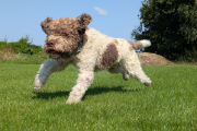 lagotto romagnolo 09-2024 při aportování