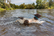 lagotto romagnolo 06-09-2024 u vody