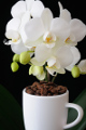 šálek na espresso Jura a orchidej XI