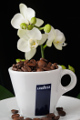šálek na espresso Lavazza a orchidej I