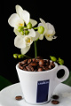 šálek na espresso Lavazza a orchidej II