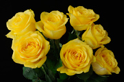 žluté růže III